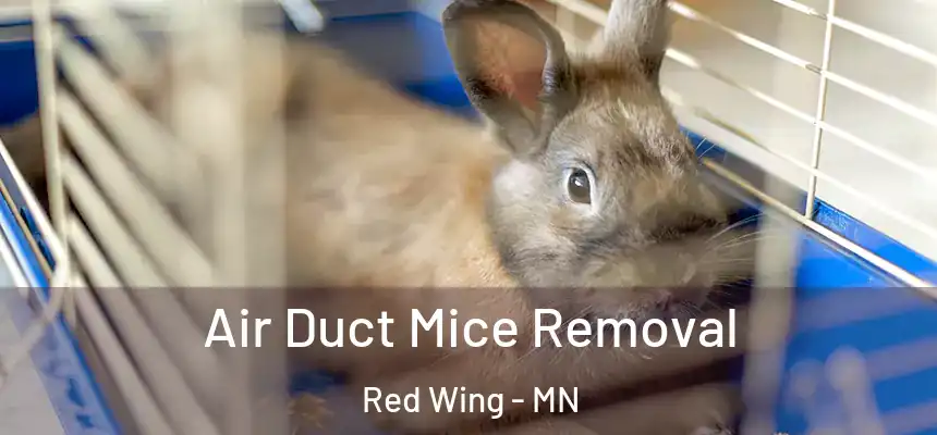  Air Duct Mice Removal Red Wing - MN